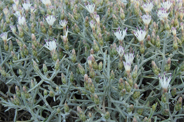 da Creta : Centaurea spinosa L.